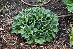 Blue Mouse Ears Hosta (Hosta 'Blue Mouse Ears') at Glasshouse Nursery