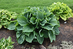 Blue Angel Hosta (Hosta 'Blue Angel') at Glasshouse Nursery
