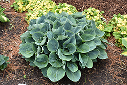 Hadspen Blue Hosta (Hosta 'Hadspen Blue') at Glasshouse Nursery