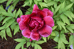 Red Tree Peony (Paeonia suffruticosa 'Red') at Glasshouse Nursery