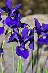 Caesar's Brother Siberian Iris (Iris sibirica 'Caesar's Brother') at Glasshouse Nursery