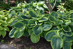 Frances Williams Hosta (Hosta 'Frances Williams') at Glasshouse Nursery