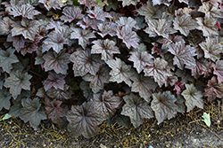 Palace Purple Coral Bells (Heuchera micrantha 'Palace Purple') at Glasshouse Nursery