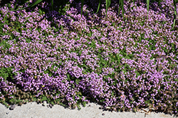 Elfin Creeping Thyme (Thymus praecox 'Elfin') at Glasshouse Nursery