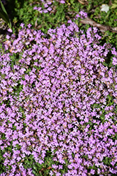 Elfin Creeping Thyme (Thymus praecox 'Elfin') at Glasshouse Nursery