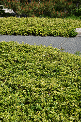 Japanese Spurge (Pachysandra terminalis) at Glasshouse Nursery
