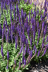 East Friesland Sage (Salvia nemorosa 'East Friesland') at Glasshouse Nursery