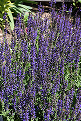 May Night Sage (Salvia x sylvestris 'May Night') at Glasshouse Nursery