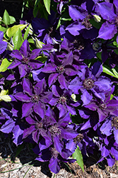 The President Clematis (Clematis 'The President') at Glasshouse Nursery
