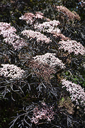 Black Lace Elder (Sambucus nigra 'Eva') at Glasshouse Nursery