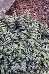 Ursula's Red Japanese Painted Fern (Athyrium nipponicum 'Ursula's Red') at Glasshouse Nursery