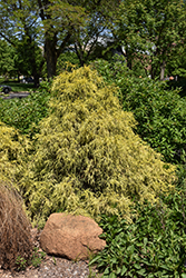 Golden Mop Falsecypress (Chamaecyparis pisifera 'Golden Mop') at Glasshouse Nursery