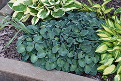 Blue Mouse Ears Hosta (Hosta 'Blue Mouse Ears') at Glasshouse Nursery