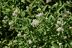 New Jersey Tea (Ceanothus americanus) at Glasshouse Nursery