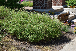 New Jersey Tea (Ceanothus americanus) at Glasshouse Nursery