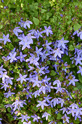 Serbian Bellflower (Campanula poscharskyana) at Glasshouse Nursery