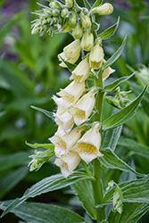 Yellow Foxglove (Digitalis grandiflora) at Glasshouse Nursery