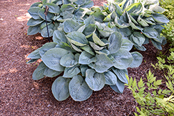 Big Daddy Hosta (Hosta 'Big Daddy') at Glasshouse Nursery