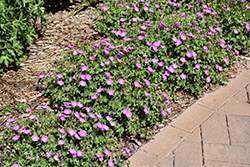 Max Frei Cranesbill (Geranium sanguineum 'Max Frei') at Glasshouse Nursery