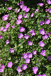 Max Frei Cranesbill (Geranium sanguineum 'Max Frei') at Glasshouse Nursery