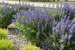 Blue Wild Indigo (Baptisia australis) at Glasshouse Nursery