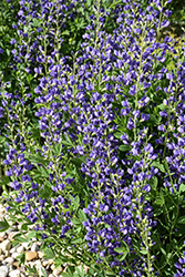 Blue Wild Indigo (Baptisia australis) at Glasshouse Nursery