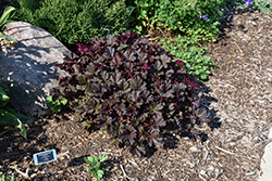 Blackout Coral Bells (Heuchera 'Blackout') at Glasshouse Nursery