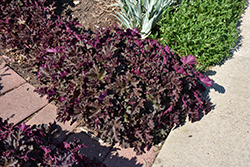 Purple Petticoats Coral Bells (Heuchera 'Purple Petticoats') at Glasshouse Nursery