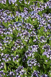 Blue Ice Star Flower (Amsonia tabernaemontana 'Blue Ice') at Glasshouse Nursery