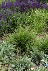 Autumn Moor Grass (Sesleria autumnalis) at Glasshouse Nursery
