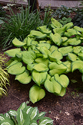 Stained Glass Hosta (Hosta 'Stained Glass') at Glasshouse Nursery