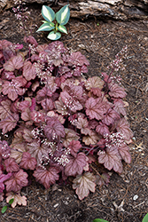 Georgia Peach Coral Bells (Heuchera 'Georgia Peach') at Glasshouse Nursery