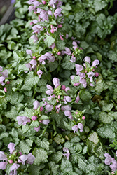 Pink Pewter Spotted Dead Nettle (Lamium maculatum 'Pink Pewter') at Glasshouse Nursery