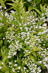 Chardonnay Pearls Deutzia (Deutzia gracilis 'Duncan') at Glasshouse Nursery