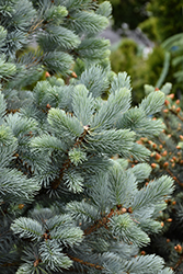 Baby Blue Blue Spruce (Picea pungens 'Baby Blue') at Glasshouse Nursery