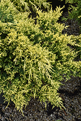 Sea Of Gold Juniper (Juniperus x media 'Sea Of Gold') at Glasshouse Nursery
