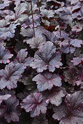 Midnight Rose Coral Bells (Heuchera 'Midnight Rose') at Glasshouse Nursery