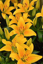 Lily Looks Tiny Bee Lily (Lilium 'Tiny Bee') at Glasshouse Nursery