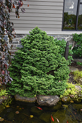 Dwarf Serbian Spruce (Picea omorika 'Nana') at Glasshouse Nursery