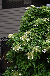 Climbing Hydrangea (Hydrangea anomala 'var. petiolaris') at Glasshouse Nursery