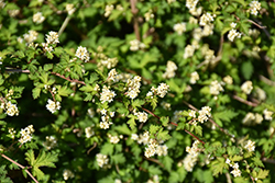 Cutleaf Stephanandra (Stephanandra incisa) at Glasshouse Nursery