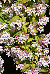 Dream Catcher Beautybush (Kolkwitzia amabilis 'Maradco') at Glasshouse Nursery