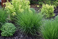 Moorhexe Purple Moor Grass (Molinia caerulea 'Moorhexe') at Glasshouse Nursery