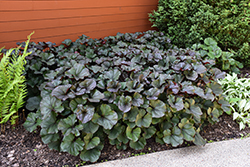 Britt Marie Crawford Rayflower (Ligularia dentata 'Britt Marie Crawford') at Glasshouse Nursery