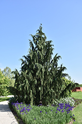 Weeping Nootka Cypress (Chamaecyparis nootkatensis 'Pendula') at Glasshouse Nursery