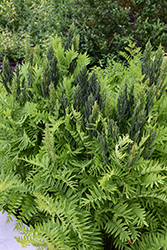 Royal Fern (Osmunda regalis) at Glasshouse Nursery