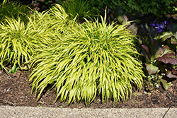All Gold Hakone Grass (Hakonechloa macra 'All Gold') at Glasshouse Nursery