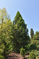 Columnar Norway Spruce (Picea abies 'Cupressina') at Glasshouse Nursery