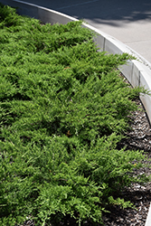 Broadmoor Juniper (Juniperus sabina 'Broadmoor') at Glasshouse Nursery