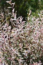 Tricolor Willow (Salix integra 'Hakuro Nishiki') at Glasshouse Nursery